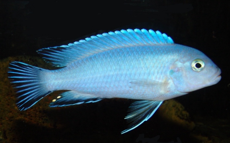 Chindongo socolofi 'Tumbi Point'